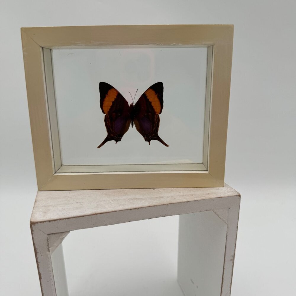 FRAMED DAGGERWING BUTTERFLY (MARPESIA CORINNA) Mounted butterfly wall hanging pi